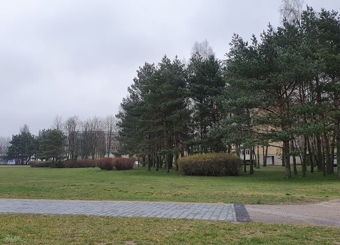 Palangos savivaldybė apgynė gyventojų interesus – neleido pušimis apaugusiame sklype statyti...