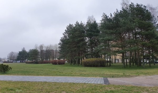 Palangos savivaldybė apgynė gyventojų interesus – neleido pušimis apaugusiame sklype statyti...