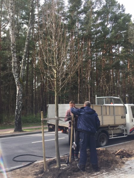 Kurorto viešosiose erdvėse sužaliuos pusantro šimto naujų medžių