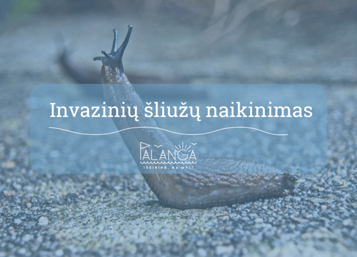 Aplinkosaugininkų rekomendacijos, kaip naikinti invazinius šliužus – Ispaninį arioną 