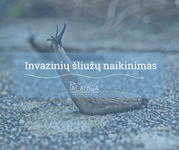 Aplinkosaugininkų rekomendacijos, kaip naikinti invazinius šliužus – Ispaninį arioną 