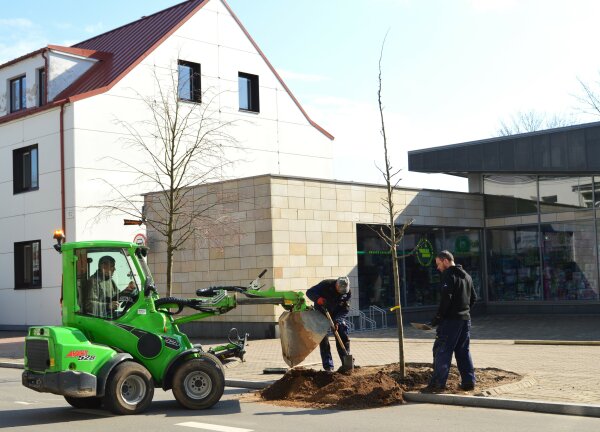 Vytauto gatvėje bus daugiau žalumos – pasodinta dvylika sidabrinių liepų