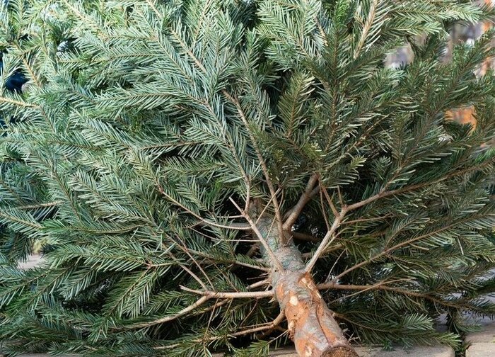 Atitarnavusioms Kalėdų eglėms – specialios surinkimo vietos