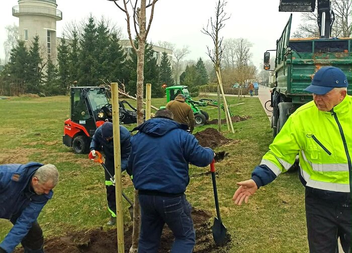 Palangoje atnaujinami želdynai – pasodins beveik 100 naujų medžių